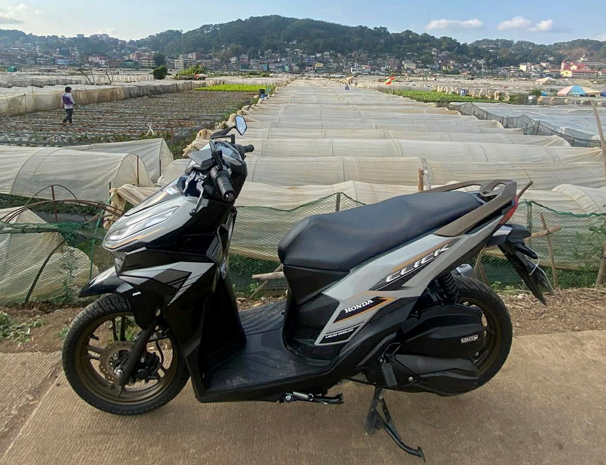 Strawberry Farm la Trinidad Honda Click