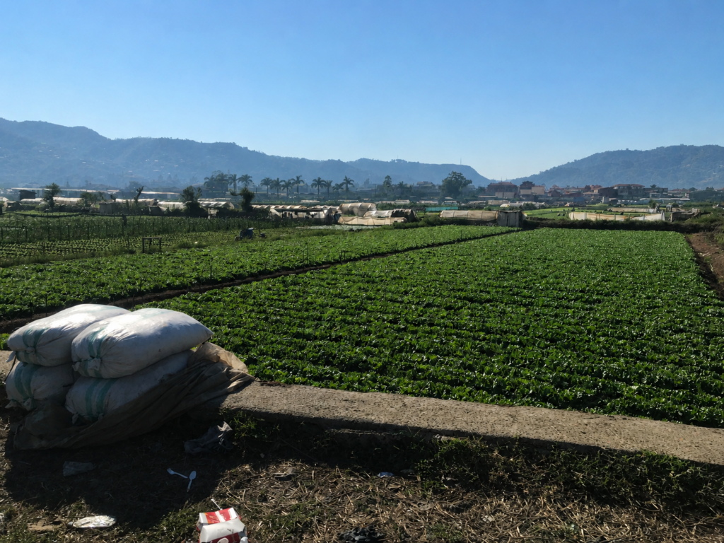 Strawberry farm la trinidad valdez motorbike rental